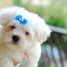 Loop, Blue, Maltese, Maltese