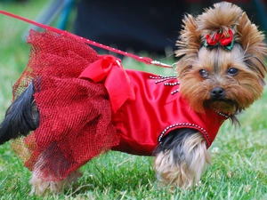 Loop, dress, Yorkshire Terrier, red hot