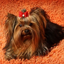 Loop, carpet, Yorkshire Terrier