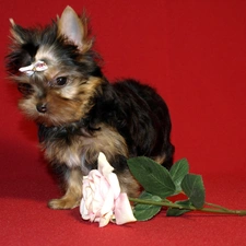 Loop, rose, Yorkshire Terrier