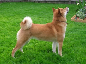 luscious and green, grass, Shiba inu