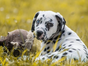 dog, Dalmatian, grass, lying