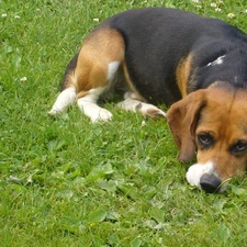 lying, sad, Meadow, dog, grass