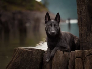 lying, Dutch Shepherd