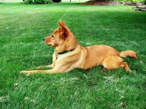 lying, Finnish Spitz, ginger