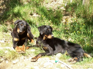 lying, Beaucerony, Two cars