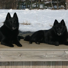 lying, Schipperke, Two cars