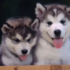 Alaskan Malamute, puppies