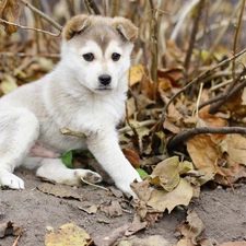 Alaskan Malamute, Puppy