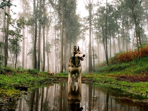 autumn, puddle, Alaskan Malamute, forest, dog