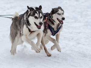 Siberian Husky, Dogs, gear, snow, team, Alaskan Malamute