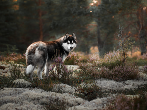 heathers, dog, Alaskan Malamute