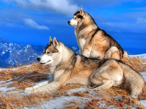 Mountains, Dogs, Alaskan Malamute
