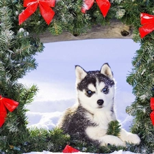 Malamute, Alaskan, winter, wreath, young