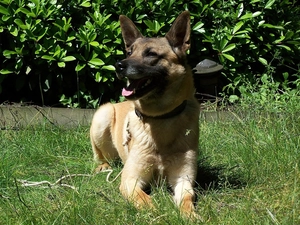 mouth, Belgian Shepherd Malinois