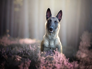 dog, Belgian Shepherd Malinois, heathers, muzzle