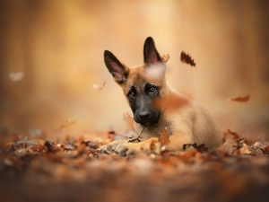 dog, Belgian Shepherd Malinois, Leaf, Puppy