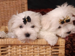 bow, Two cars, Maltese, Maltese, basket, Puppies