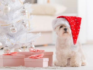 christmas tree, gifts, Maltese, Christmas, dog