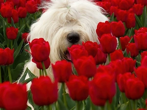 Tulips, Maltese, dog, Red, White