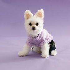 doggie, Maltese, Dressed