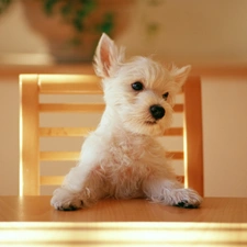 Maltese, Table, doggy, Chair