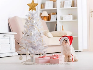 Present, christmas tree, Maltese