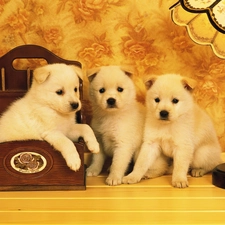 Maltese, Maltese, puppies, desk