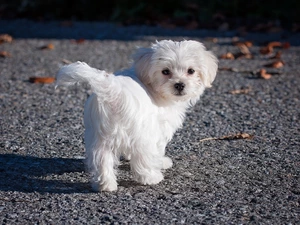 Puppy, run, Leaf, Maltese
