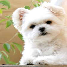Maltese, doggie, small, White