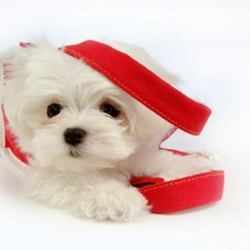 Maltese, doggy, small, White