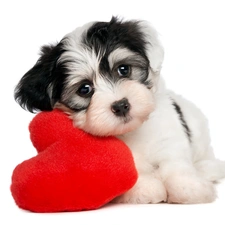 Maltese, Heart teddybear, small, doggy