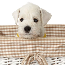 Maltese, basket, White, doggy