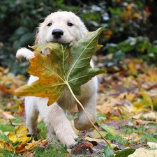 maple, Golden Retriever, leaf