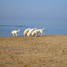 Beaches, Maremmano-abruzzese