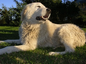 canines, Maremmano-abruzzese