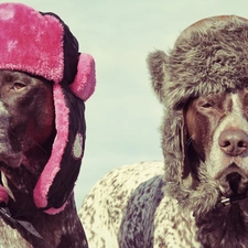 Maremmano-abruzzese, caps, Two cars, Dogs