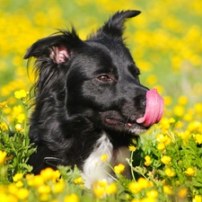 marigolds, Flowers, dog, Meadow
