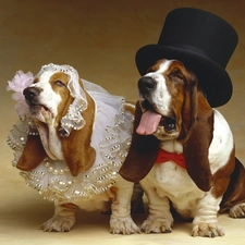 Bassets, marriage, Dogs