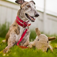 mascot, Leash, dog, grass, dog-collar