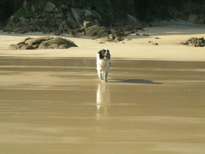 Mastif pirenejski, rocks