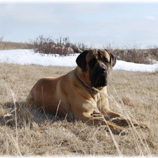 Mastiff, Meadow, English mastiff