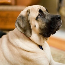 English mastiff, muzzle