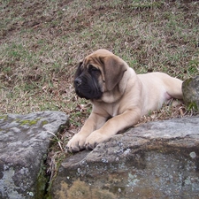 Mastiff, Stones, English mastiff