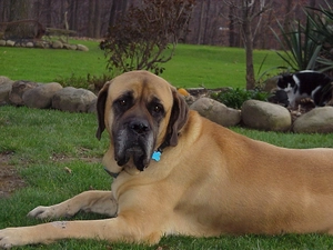 English mastiff, Garden, cat, Mastiff