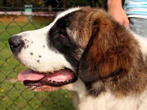 Pyrenean mastiff, Head