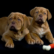 Puppies, bone, Two cars