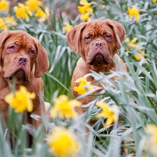 Great Danes de Bordeaux, Two cars