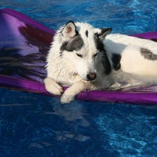 Husky, mattress, Siberian