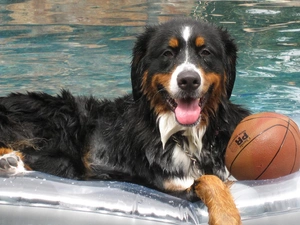 mattress, Ball, Bernese Mountain Dog